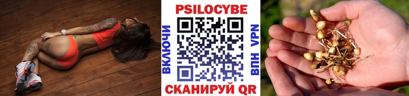 Купить  Новомичуринск  Галлюциногенные грибы Psilocybe 